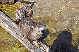 動物園,海貍,kbh