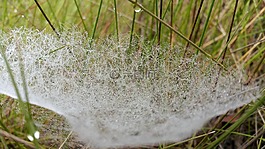 web,露水,濕