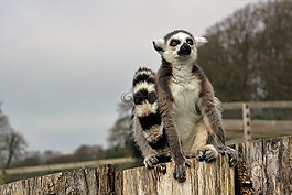 狐猴,環(huán)尾,靈長類動物