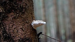 菌類,樹,蘑菇