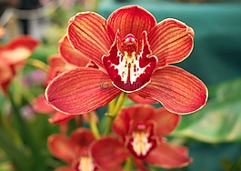 花,蘭花,紅色