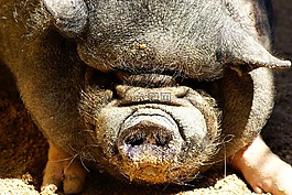 豬肉,農(nóng)場(chǎng),動(dòng)物
