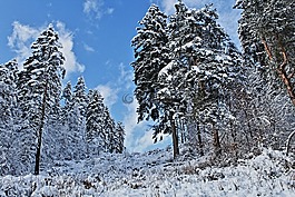 冬天,森林,雪