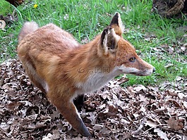 動物,?？怂?森林