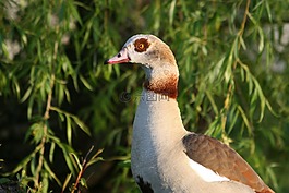 鵝,鳥,綠色