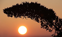 日落,太陽,枯萎綻放