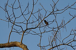 黑鳥,樹,春天
