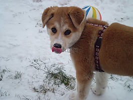 狗,性质,hundeportrait