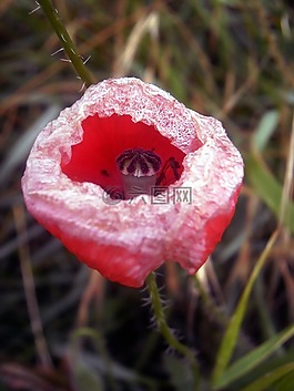 罌粟,花瓣,紅色