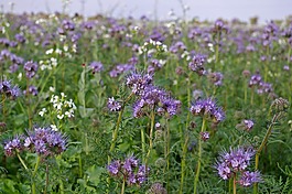 bueschelschoen,食物來源,蜜蜂的朋友