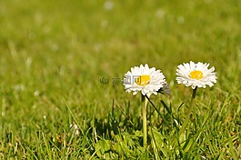 雛菊,性質(zhì),鮮花