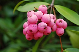 水果,自然,漿果