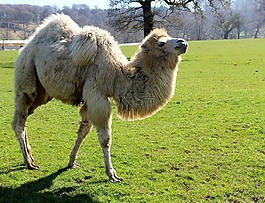 駱駝,野生動物園,沙漠