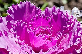 觀賞白菜,甘藍(lán),白菜綠
