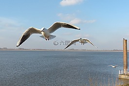 鳥,海鷗,飛行