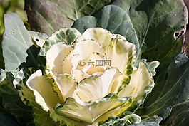 觀賞白菜,甘藍(lán),白菜綠