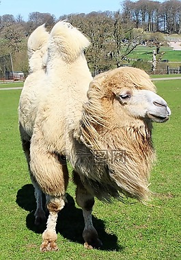 駱駝,駝峰,野生動物園