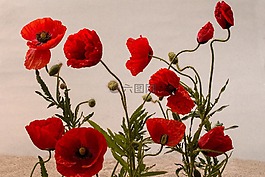 罌粟,klatschmohn,紅色