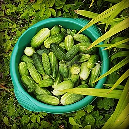 黃瓜,綠色,夏季
