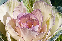 觀賞白菜,甘藍(lán),白菜綠