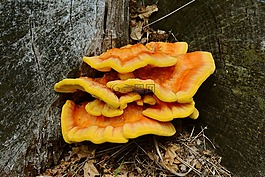 樹菌,含硫量 ovinus,硫磺菌原變種