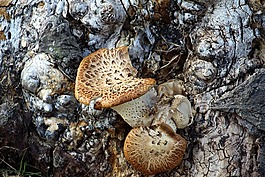 真菌,树干,木材