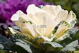 觀賞白菜,甘藍(lán),白菜綠