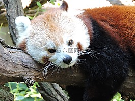 熊貓,動(dòng)物園,野生動(dòng)物