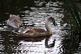 天鵝,湖,鳥