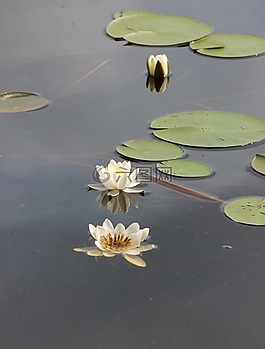 睡蓮,kelluvalehtinen,自來水廠