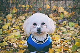 马耳他的狗,狗,白