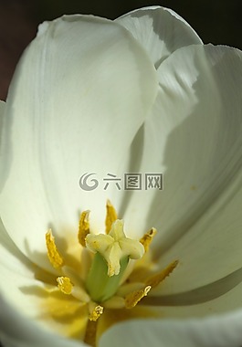 白,郁金香,花圖片