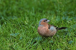 鳥,燕雀,鳴鳥