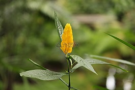 花,性質,美麗的花