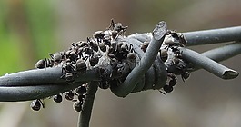 性質(zhì),宏,螞蟻