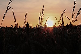 日落,性質(zhì),麥田