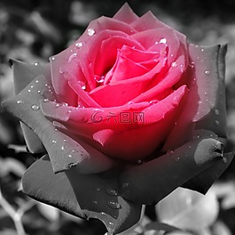 玫瑰,鲜花,schwarzrot