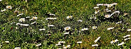 草地,花園,雛菊