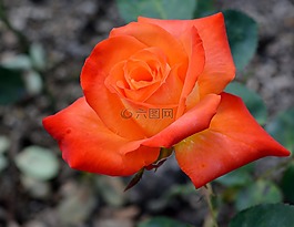 花,玫瑰,花瓣