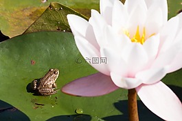 青蛙,睡蓮,湖玫瑰