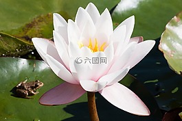 青蛙,睡蓮,湖玫瑰