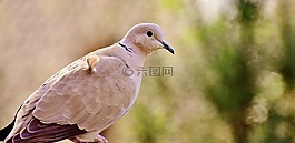 鴿子,可愛,鳥