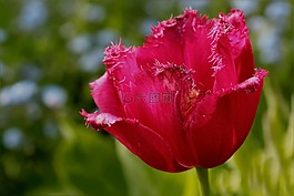 花,郁金香,弗兰斯郁金香