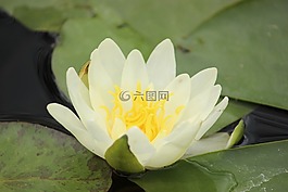 睡蓮,性質(zhì),廠