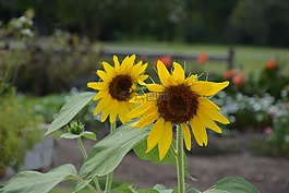 向日葵,黃色花,花園