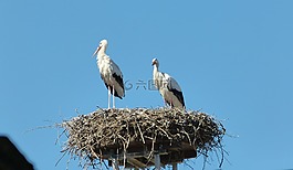 鸛,鳥巢,屋頂