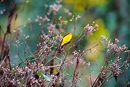 葉,自然,花
