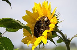 太陽花,性質(zhì),花