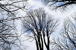天空,樹,森林