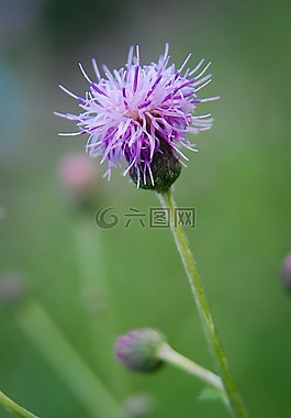 薊,工廠,刺